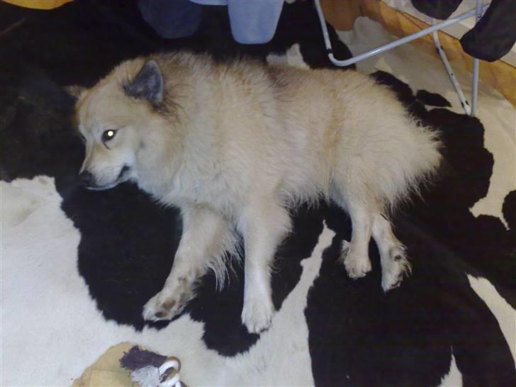 Islandsk fårehund Silver fra "Godrumgaard" billede 12