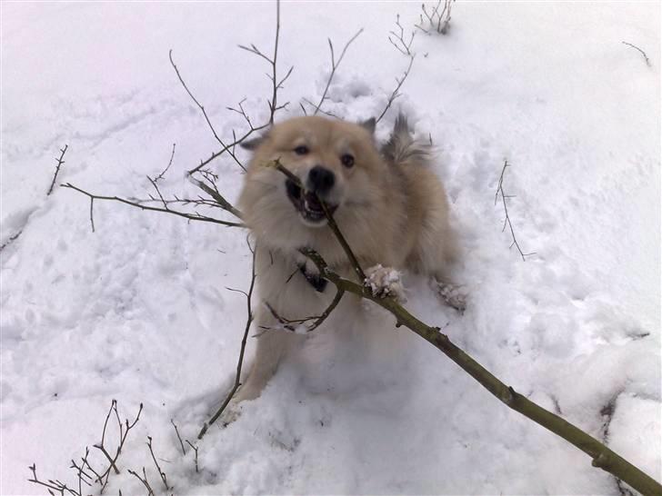 Islandsk fårehund Silver fra "Godrumgaard" billede 14