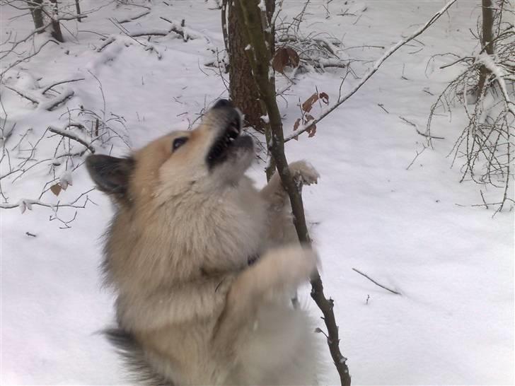 Islandsk fårehund Silver fra "Godrumgaard" billede 15