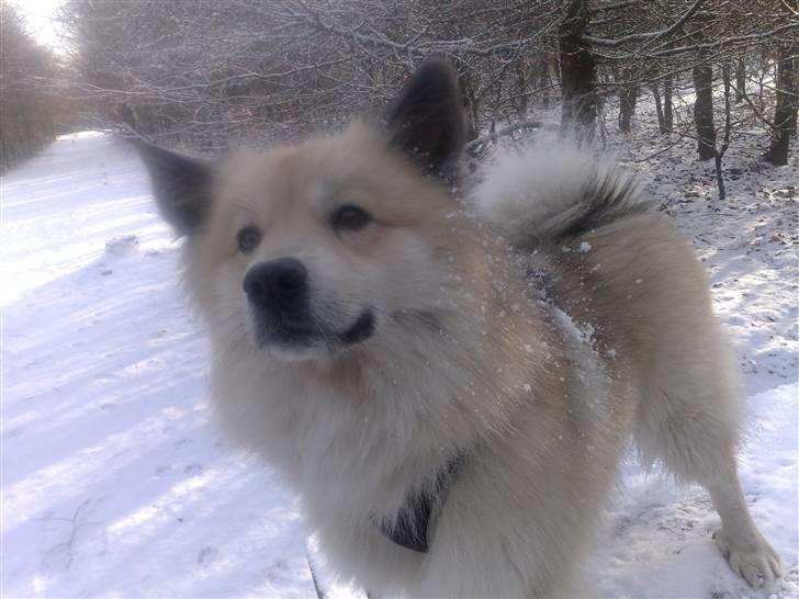 Islandsk fårehund Silver fra "Godrumgaard" billede 16