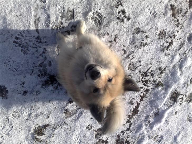 Islandsk fårehund Silver fra "Godrumgaard" billede 17