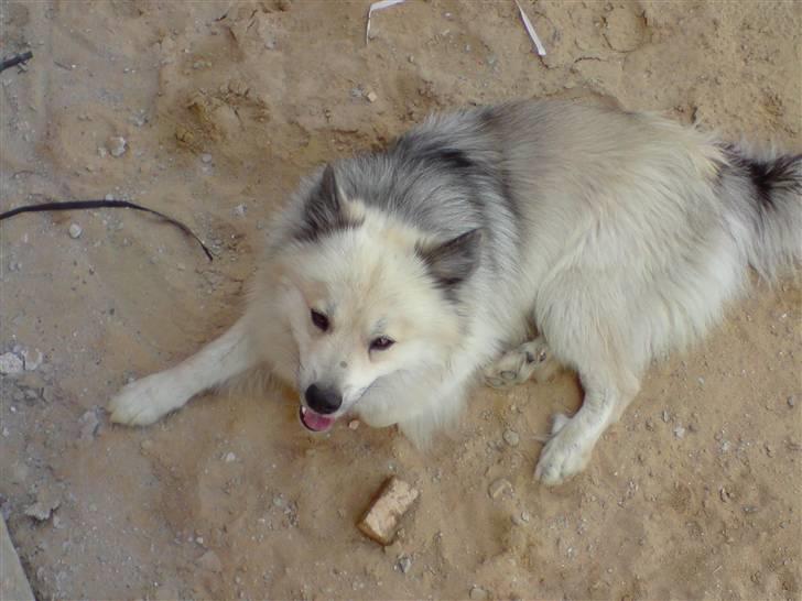 Islandsk fårehund Silver fra "Godrumgaard" billede 19