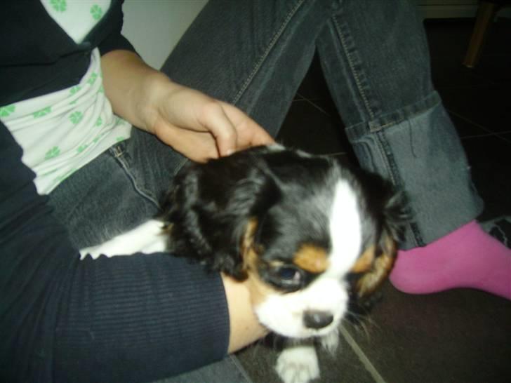 Cavalier king charles spaniel Malekit´s Molly - lige kommet hjem... billede 11
