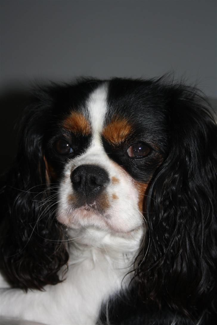 Cavalier king charles spaniel Malekit´s Molly - min dejlige wapsen<3 billede 12