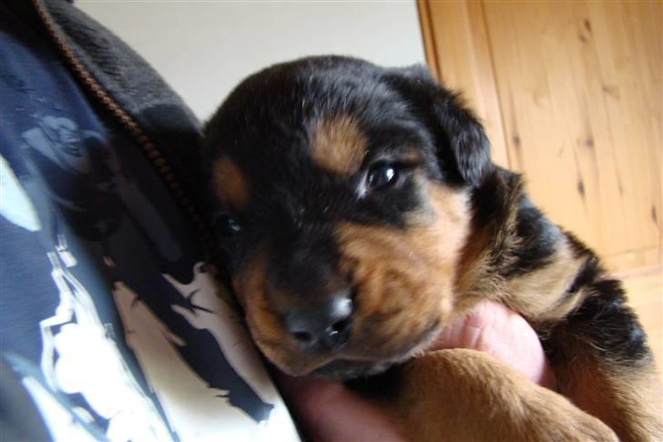 Rottweiler Cæsar billede 11