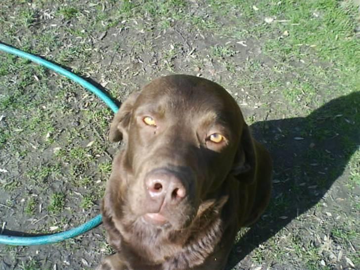 Labrador retriever kenzo<3 R.I.P min prins ;'( - nurh han er bare dejlig!! <33  billede 13