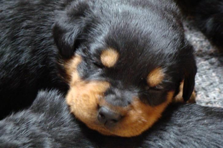 Rottweiler Cæsar billede 12