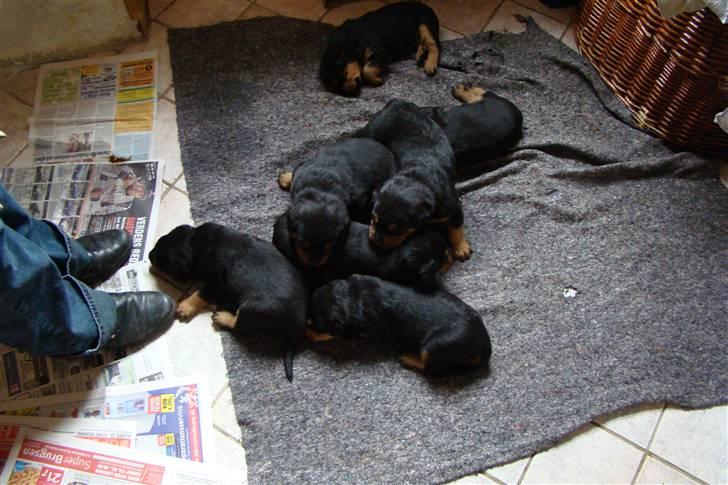 Rottweiler Cæsar billede 13