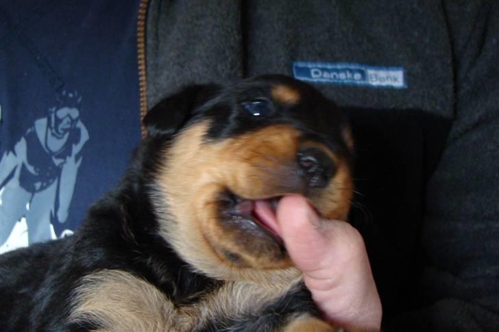 Rottweiler Cæsar billede 14