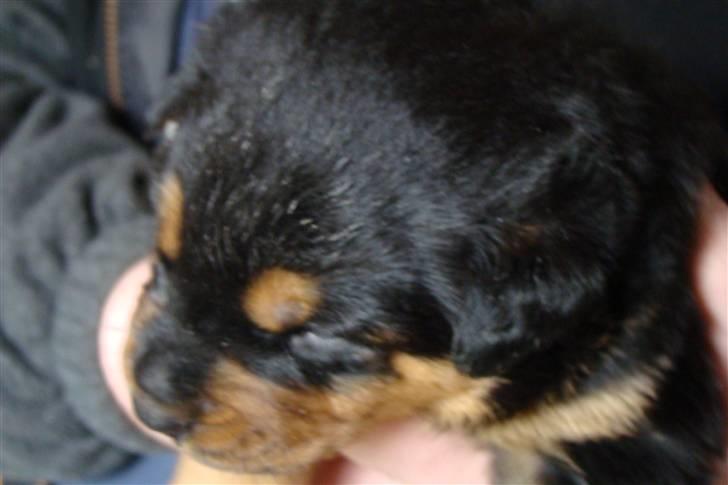 Rottweiler Cæsar billede 15