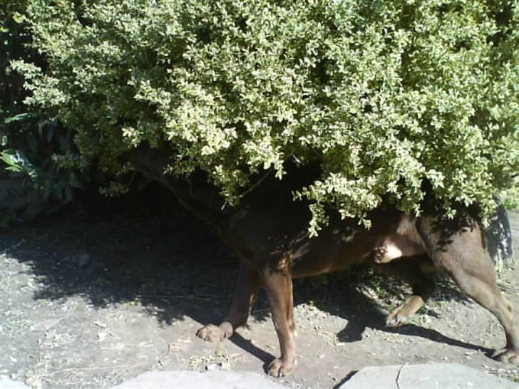 Labrador retriever kenzo<3 R.I.P min prins ;'( - ka i finde miiq? ;D <3 billede 14