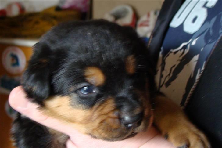 Rottweiler Cæsar billede 16