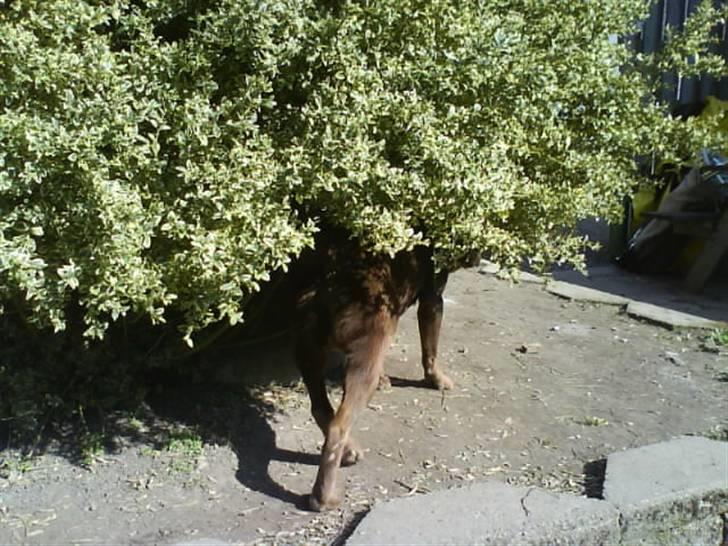 Labrador retriever kenzo<3 R.I.P min prins ;'( - kan i? ;D  billede 15