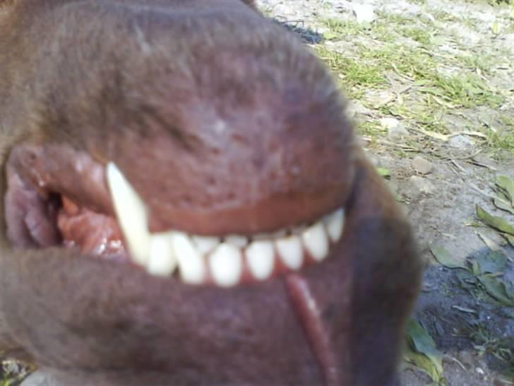 Labrador retriever kenzo<3 R.I.P min prins ;'( - se mine bisser <3 ;D  billede 16