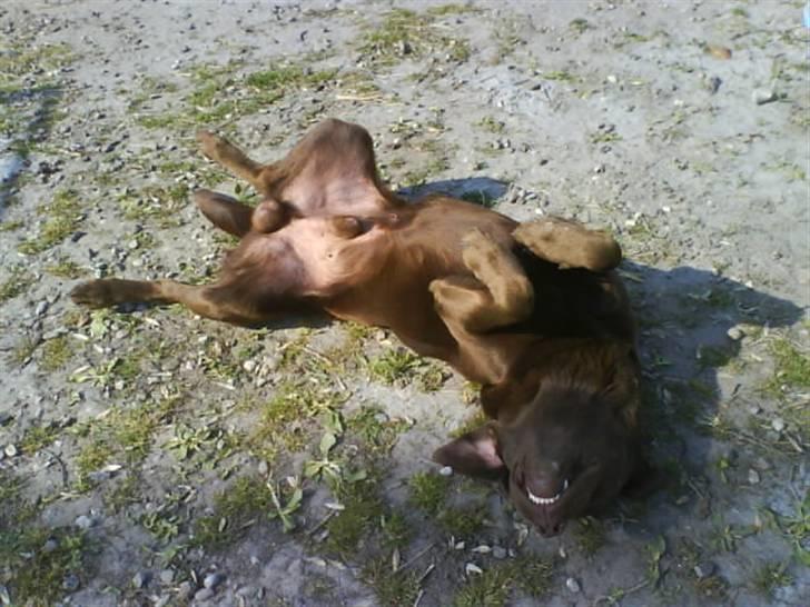 Labrador retriever kenzo<3 R.I.P min prins ;'( - kenne<3 ;D billede 17