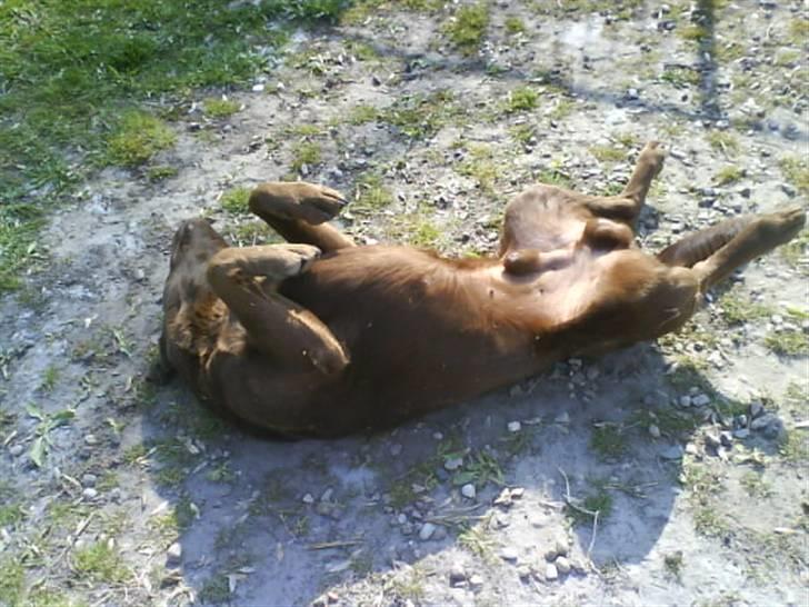 Labrador retriever kenzo<3 R.I.P min prins ;'( - manse´miin<3 billede 18