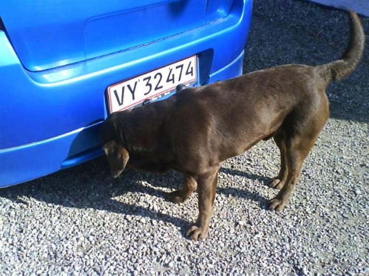 Labrador retriever kenzo<3 R.I.P min prins ;'( - jeq ka lugte en anden hund xD <3 billede 20