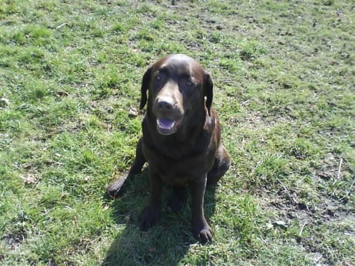 Labrador retriever tikki<3 R.I.P :'( - hun er bare dejlig! <3 ;D  billede 16