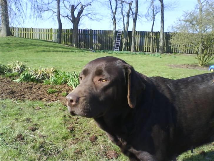 Labrador retriever tikki<3 R.I.P :'( - <33 tikki billede 17