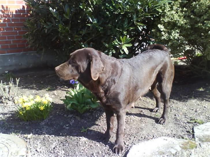 Labrador retriever tikki<3 R.I.P :'( - tøssen<3 billede 18
