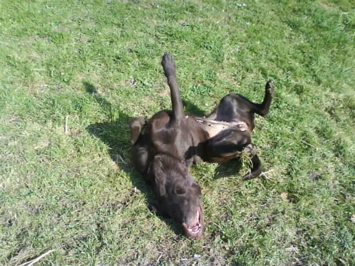 Labrador retriever tikki<3 R.I.P :'( - se jeq er go stil a spille død! ;P <3  billede 19