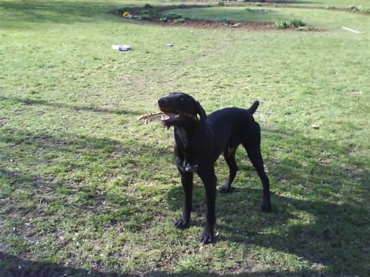 Langhåret hønsehund rokco<3 R.I.P. ;'( - han leger med sin pen ;D <3 billede 6