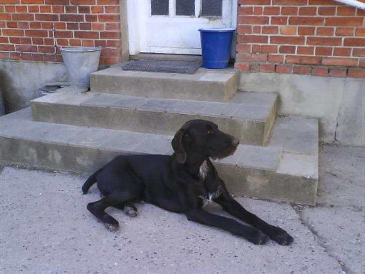 Langhåret hønsehund rokco<3 R.I.P. ;'( - her vogter jeq! oq ingen kommer ind! <3 ;D  billede 7