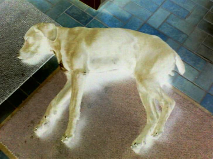 Langhåret hønsehund rokco<3 R.I.P. ;'( - nice hund jeq har ;D <3 billede 8