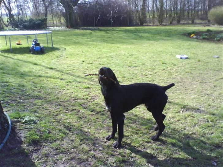 Langhåret hønsehund rokco<3 R.I.P. ;'( - leger med sin pen ;D  billede 9