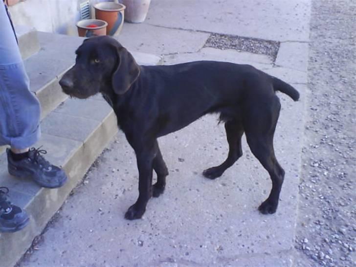 Langhåret hønsehund rokco<3 R.I.P. ;'( - han er bar dejlig ;D  billede 10