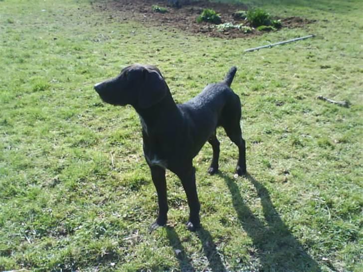 Langhåret hønsehund rokco<3 R.I.P. ;'( - flot det er han sq ;D <3 billede 11