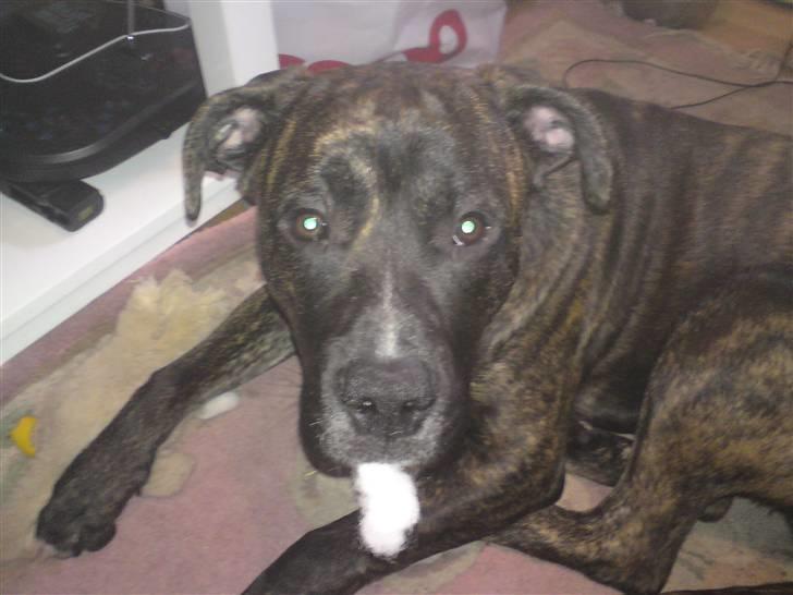 Blanding af racer Rex billede 17