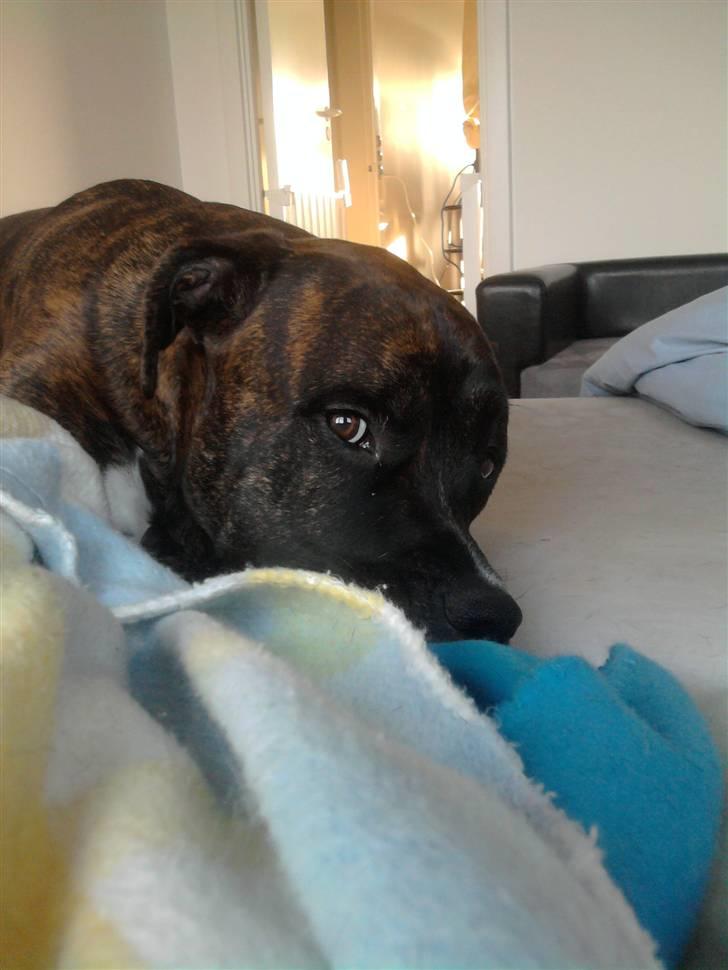 Blanding af racer Rex billede 20