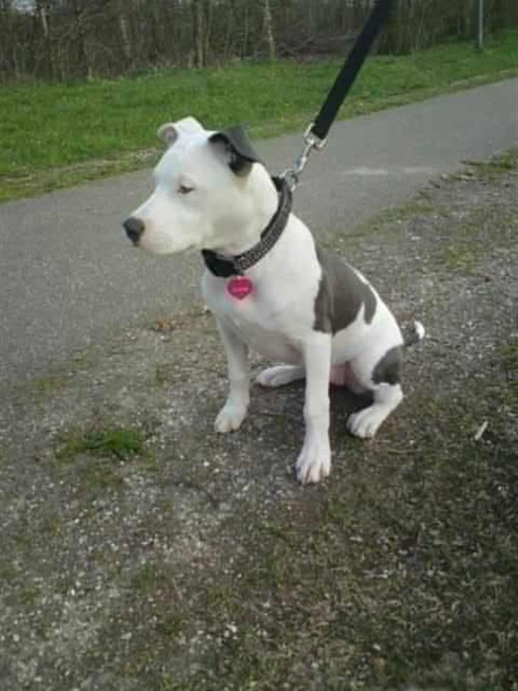 Amerikansk staffordshire terrier Armani (Mani/Mamme) (Himmelhund) billede 1