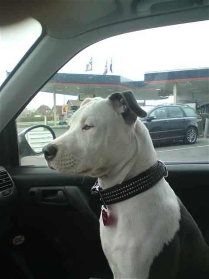 Amerikansk staffordshire terrier Armani (Mani/Mamme) (Himmelhund) billede 2