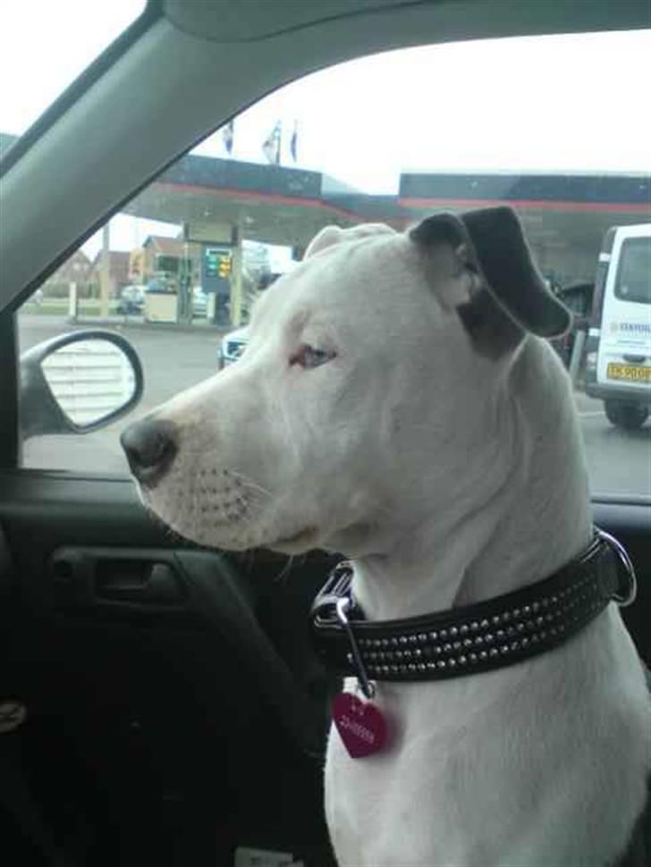 Amerikansk staffordshire terrier Armani (Mani/Mamme) (Himmelhund) billede 3