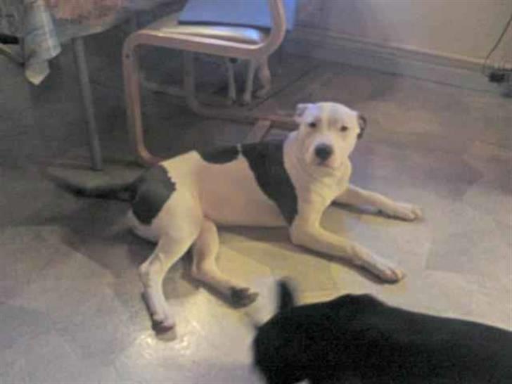 Amerikansk staffordshire terrier Armani (Mani/Mamme) (Himmelhund) billede 4