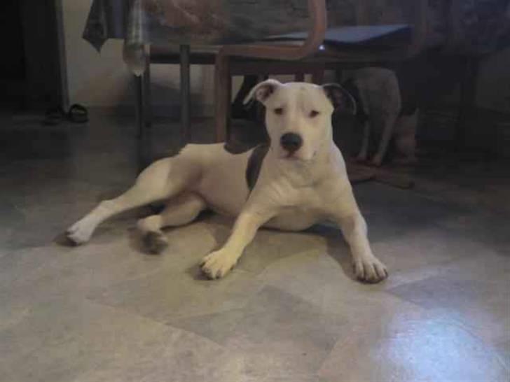 Amerikansk staffordshire terrier Armani (Mani/Mamme) (Himmelhund) billede 5