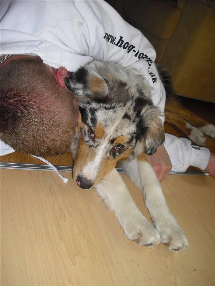 Blanding af racer Basse - putter med farmand <3 billede 16