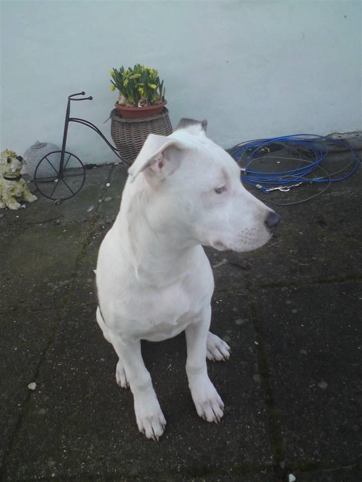 Amerikansk staffordshire terrier Armani (Mani/Mamme) (Himmelhund) billede 6