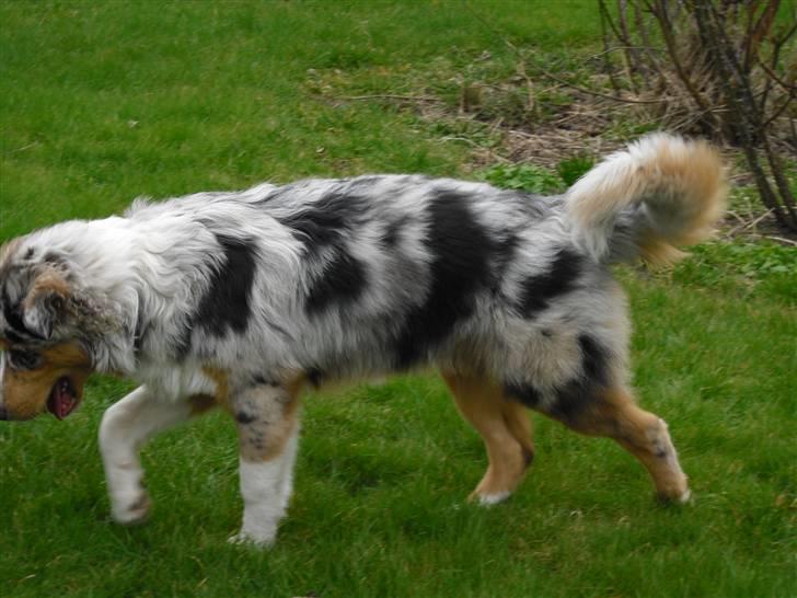 Blanding af racer Basse - smukke basse! billede 17