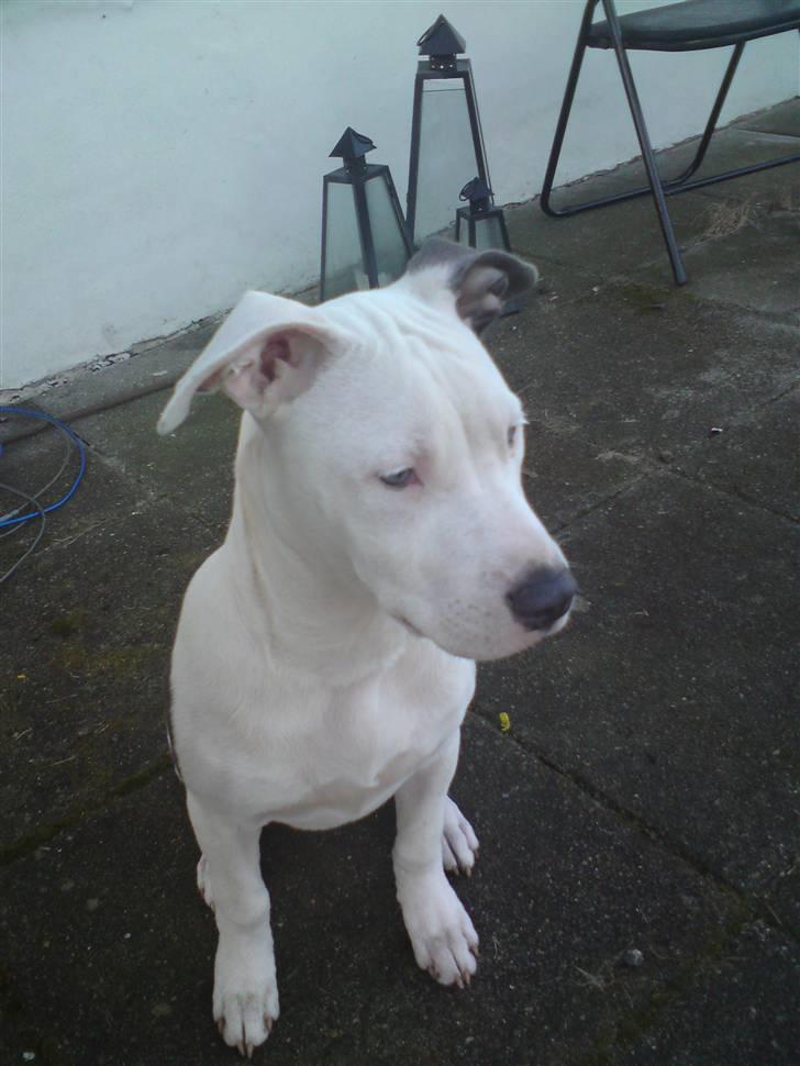 Amerikansk staffordshire terrier Armani (Mani/Mamme) (Himmelhund) billede 7