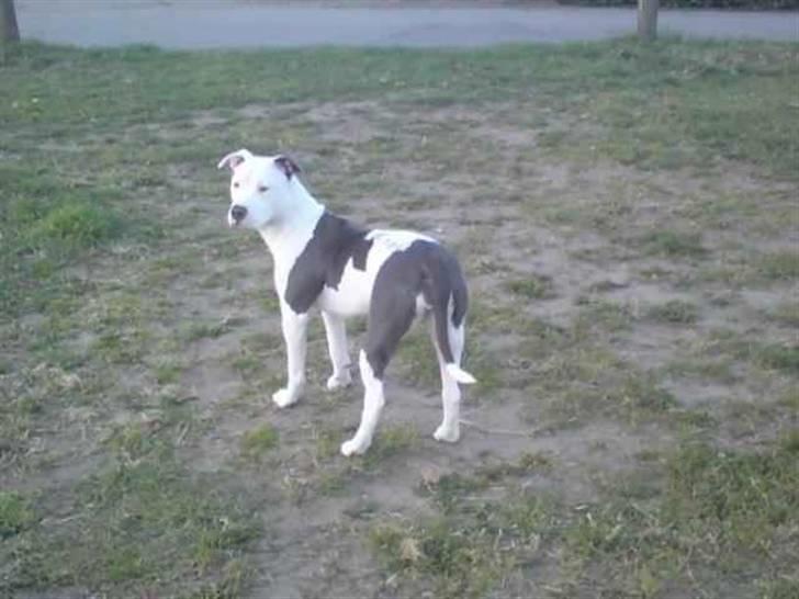 Amerikansk staffordshire terrier Armani (Mani/Mamme) (Himmelhund) billede 8