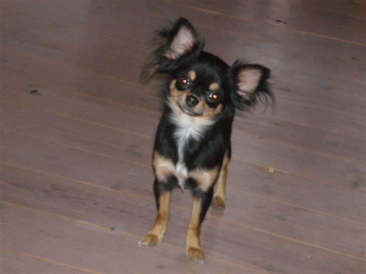 Chihuahua Coco Chanel - Hvorfor siger du Coco hele tiden mor?? billede 10