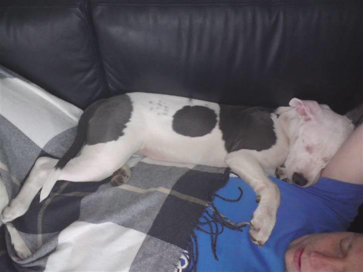 Amerikansk staffordshire terrier Armani (Mani/Mamme) (Himmelhund) billede 9