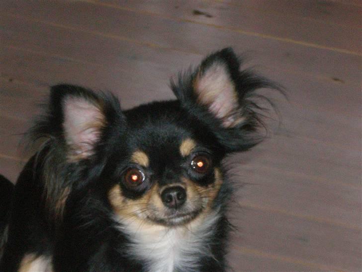 Chihuahua Coco Chanel billede 11