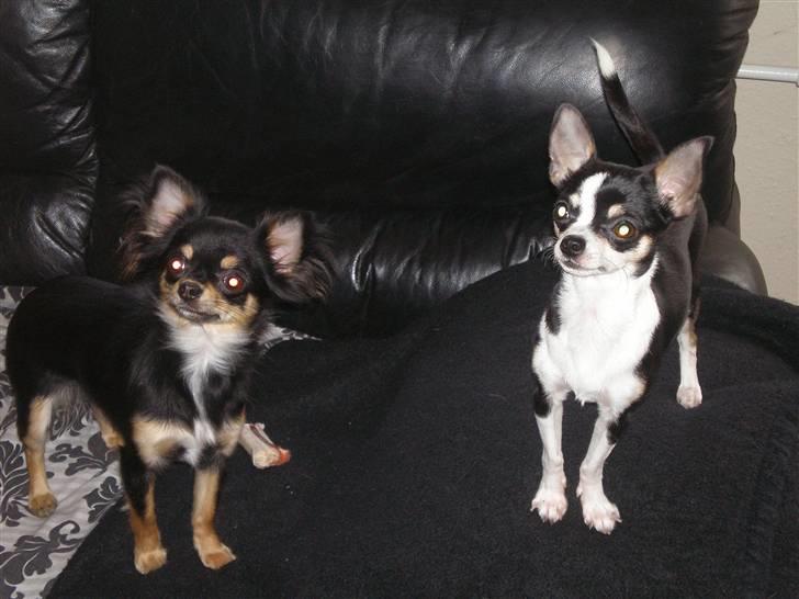 Chihuahua Coco Chanel billede 12