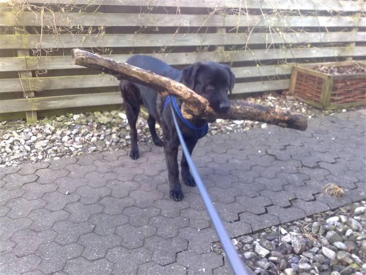 Blanding af racer Ashlan - Er i godt nok sikre på jeg ik må få den her med ind:-) billede 11