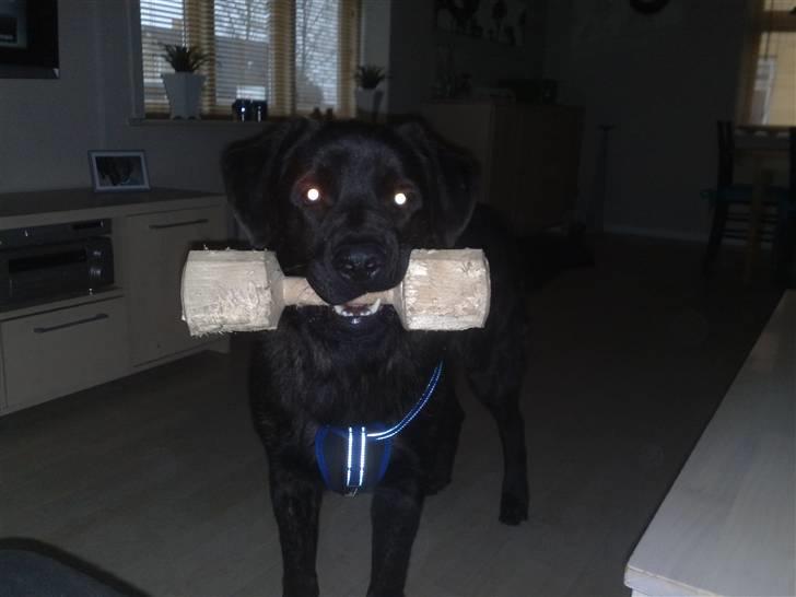 Blanding af racer Ashlan - Og så tror i jeg lader være med at bide i trappen!! billede 13