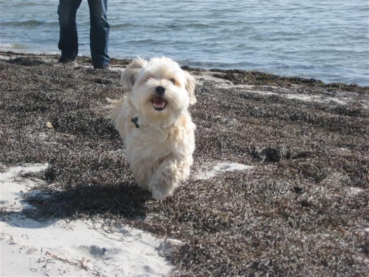 Bichon havanais Nelli - fuld fart frem billede 19